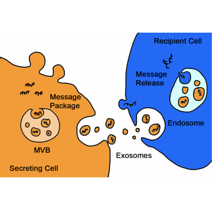 Natural Intercellular Messengers