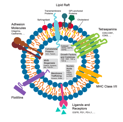 Lipid Bilayered Nanoparticles